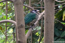 Ailuroedus buccoides-2