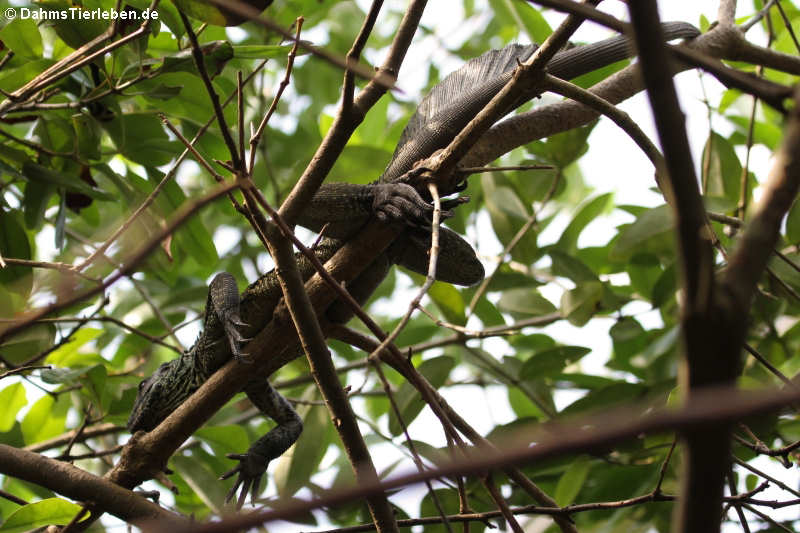 Hydrosaurus amboinensis-3