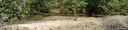 Mangrowe
