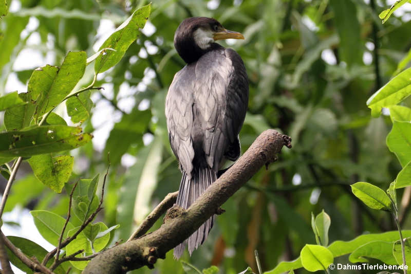 Microcarbo melanoleucos-1