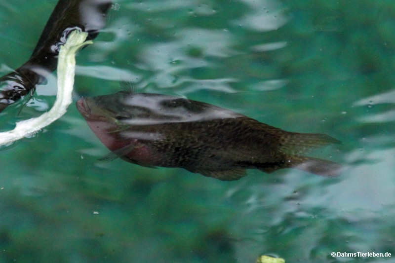 Feuermaul-Buntbarsch Thorichthys meeki-1