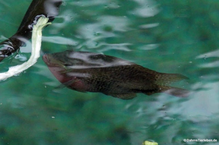 Thorichthys meeki