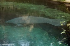 Trichechus manatus-1