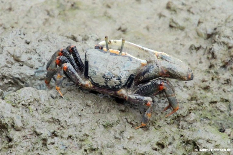Afruca tangeri
