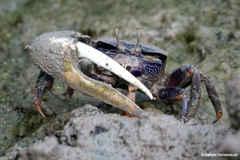 Afruca tangeri