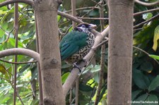 Weißohr-Laubenvogel (Ailuroedus buccoides) im Burgers' Zoo, Arnheim