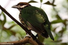 Weißohr-Laubenvogel (Ailuroedus buccoides) im Burgers' Zoo, Arnheim