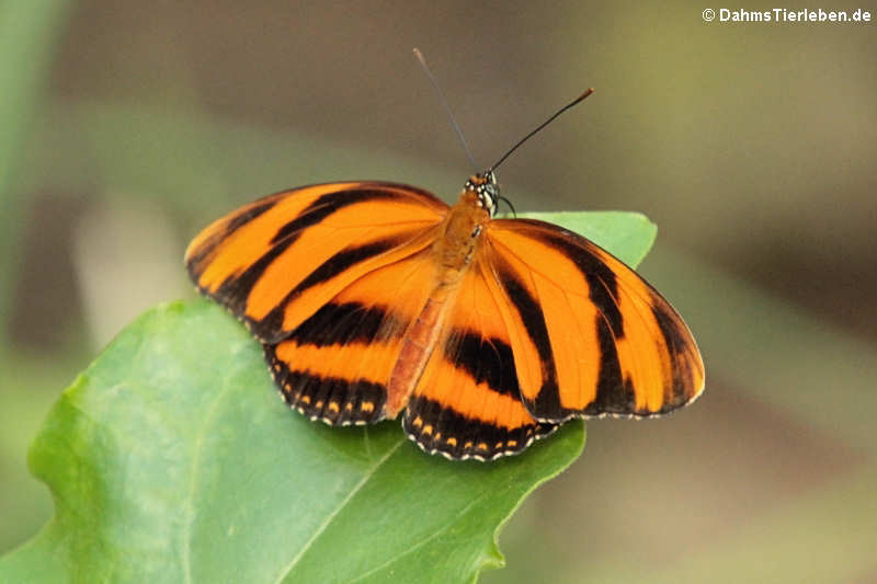 Passionsfalter (Dryadula phaetusa) 