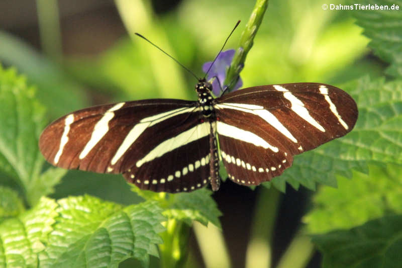 Zebrafalter (Heliconius charitonius)