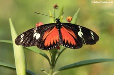 Doris-Falter (Heliconius doris) in Burgers' Mangrove, Arnheim