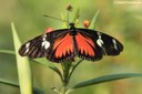 Heliconius doris