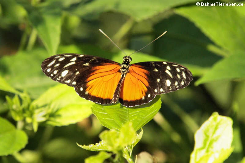 Tiger-Passionsblumenfalter (Heliconius hecale)