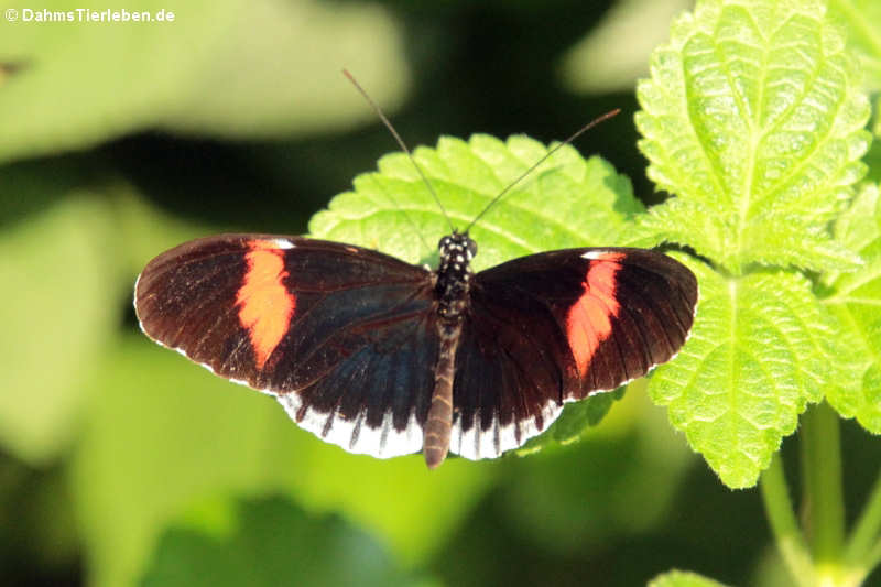 Heliconius melpomene cythera