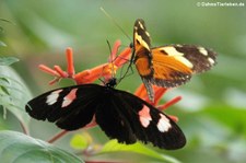 Heliconius melpomene plessini in Burgers' Mangrove, Arnheim