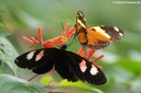 Heliconius melpomene plesseni