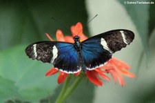 Sara Passionsfalter (Heliconius sara) im Zoo Krefeld