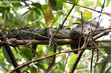 Ambon-Segelechse (Hydrosaurus amboinensis) im Burgers Zoo