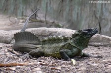 Ambon-Segelechse (Hydrosaurus amboinensis) im Burgers Zoo