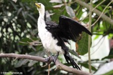 Burgers Zoo, Arnheim