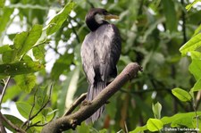 Burgers Zoo, Arnheim