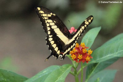 Königs-Schwalbenschwanz (Papilio thoas) 