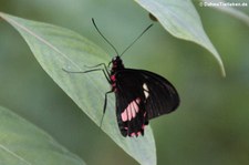 Rotes Herz (Parides iphidamas) in Burgers' Mangrove, Arnheim