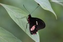 Parides iphidamas