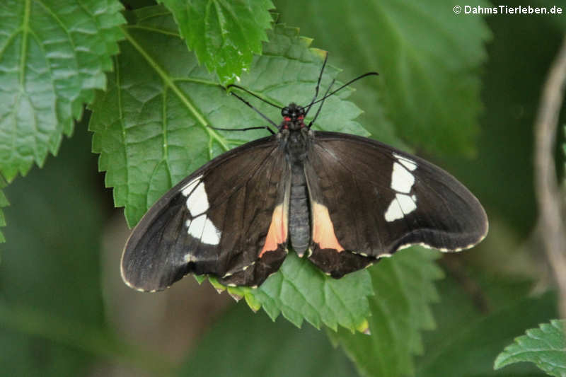 Parides iphidamas