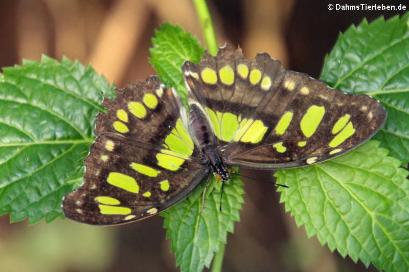 Malachitfalter (Siproeta stelenes) 