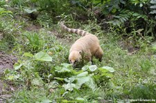 Südamerikanischer Nasenbär (Nasua nasua) im Burgers Zoo, Arnheim