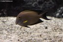 Acanthurus nigrofuscus