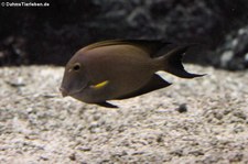 Brauner Doktorfisch (Acanthurus nigrofuscus) im Burgers Zoo, Arnheim