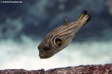 Manilakugelfisch (Arothron manilensis) im Burgers' Zoo, Arnheim