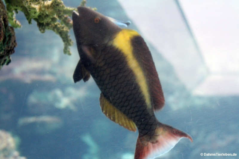 Zweifarben-Papageifisch Cetoscarus bicolor-1