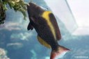 Cetoscarus bicolor