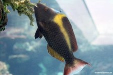 Cetoscarus bicolor-1