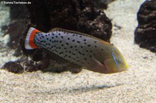 Königsjunker (Coris formosa) im Burgers Zoo, Arnheim