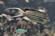 Vierstreifen-Lyrakaiserfisch (Genicanthus lamarck) im Burgers Zoo, Arnheim