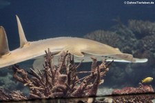 Gitarrenrochen (Glaucostegus typus) im Burgers Zoo, Arnheim