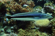 Gewöhnlicher Putzerfisch (Labroides dimidiatus) im Burgers Ocean, Arnheim