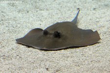 Blaupunktrochen (Neotrygon kuhlii) im Burgers Zoo, Arnheim