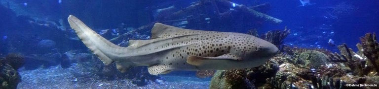 Stegostoma tigrinum