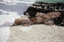 Orectolobus japonicus-1