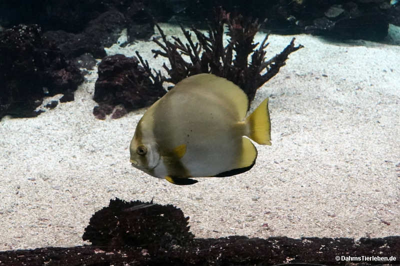 Platax orbicularis