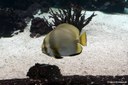 Platax orbicularis