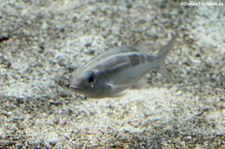 Gestreifter Scheinschnapper (Scolopsis lineata) im Burgers Zoo, Arnheim