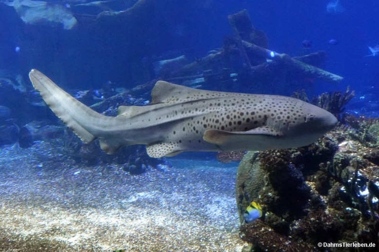 Stegostoma tigrinum