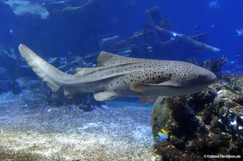 Stegostoma tigrinum-1