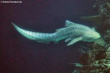 Zebrahai (Stegostoma tigrinum) im Burgers' Zoo, Arnheim