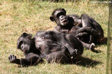 Schimpansen (Pan troglodytes) im Burgers Zoo, Arnheim
